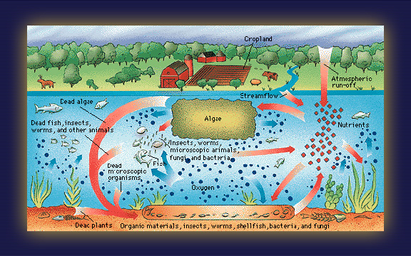Water Pollution - Healthy System